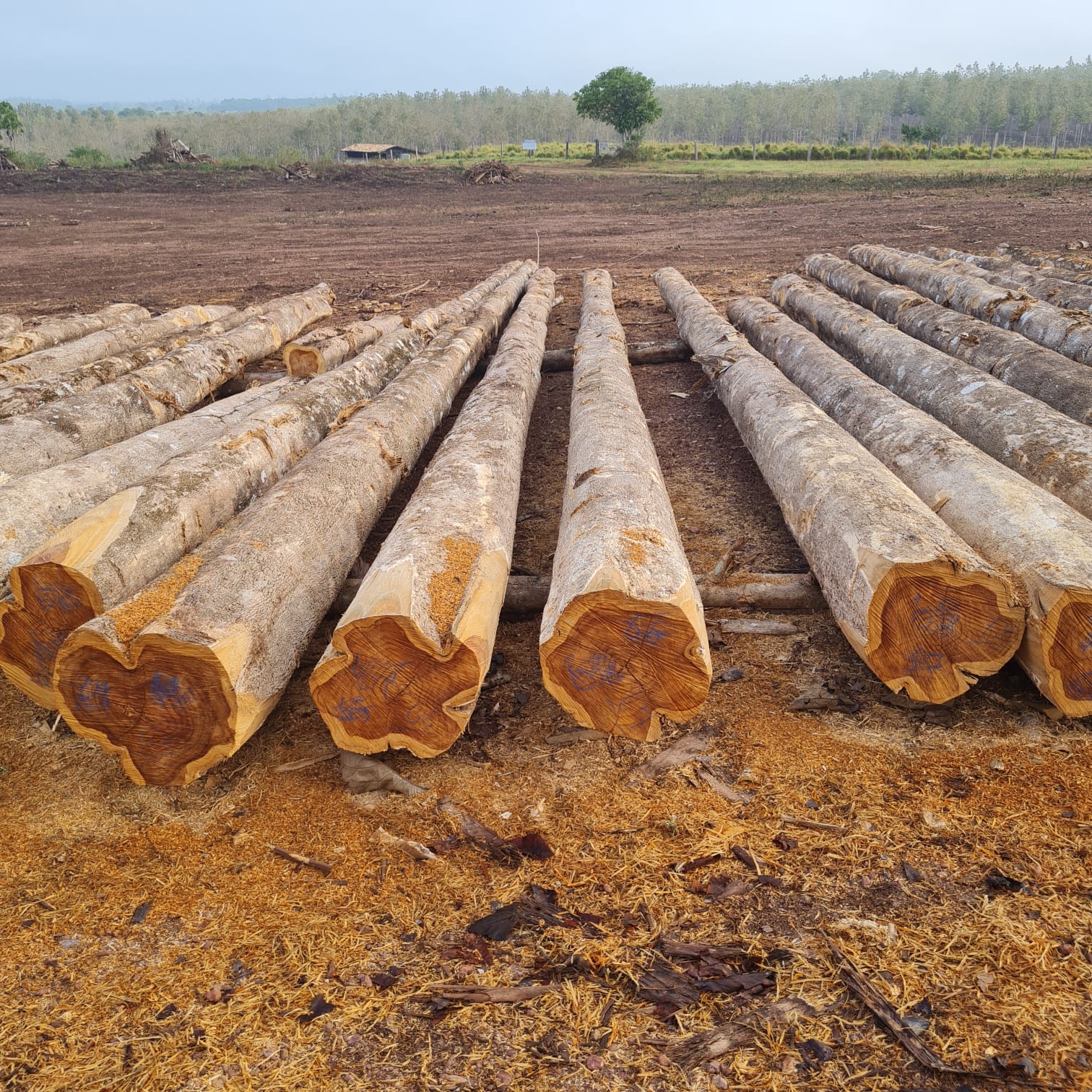 Panama Teak Wood